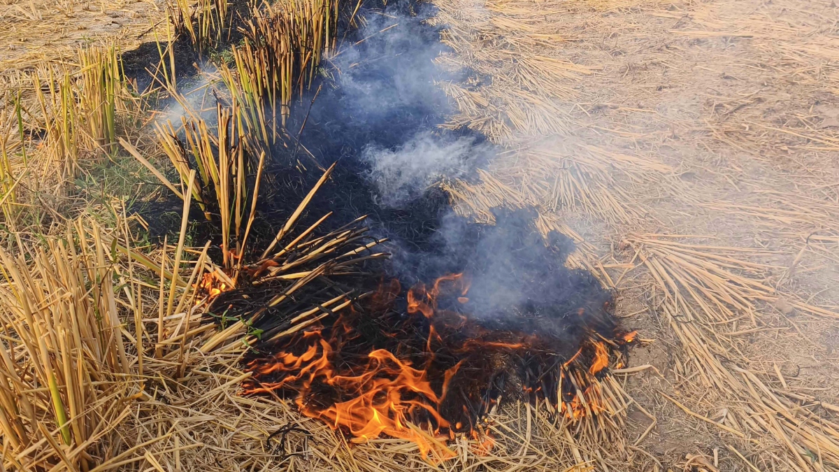 पराली नहीं जलाने पर मिलेंगे 1200 रुपये, जलाई तो लगेगा दोगुना जुर्माना, FIR भी होगी