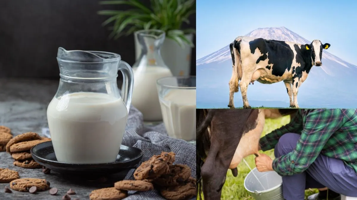 सोने से पहले गाय का दूध पीना चाहिए या भैंस का?- India TV Hindi