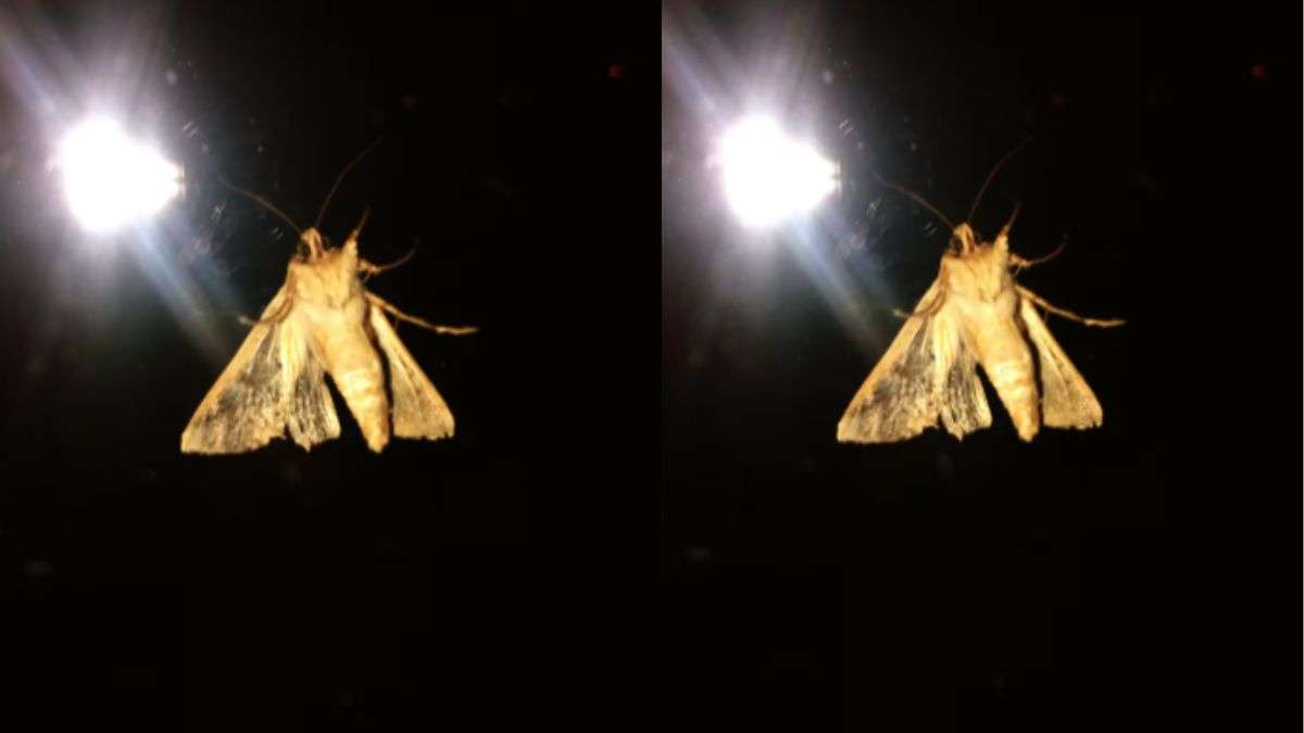 बल्ब और ट्यूब लाइट जलाते ही मंडराने लगते हैं कीड़े, तो आज ही अपनाकर देखें ये नुस्खे, दोबार नज़र नहीं आएंगे Insects