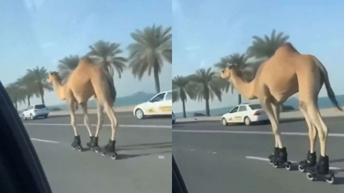 रेगिस्तान का जहाज उतरा सड़क पर, AI का इस्तेमाल करके बंदे ने कमाल का Video