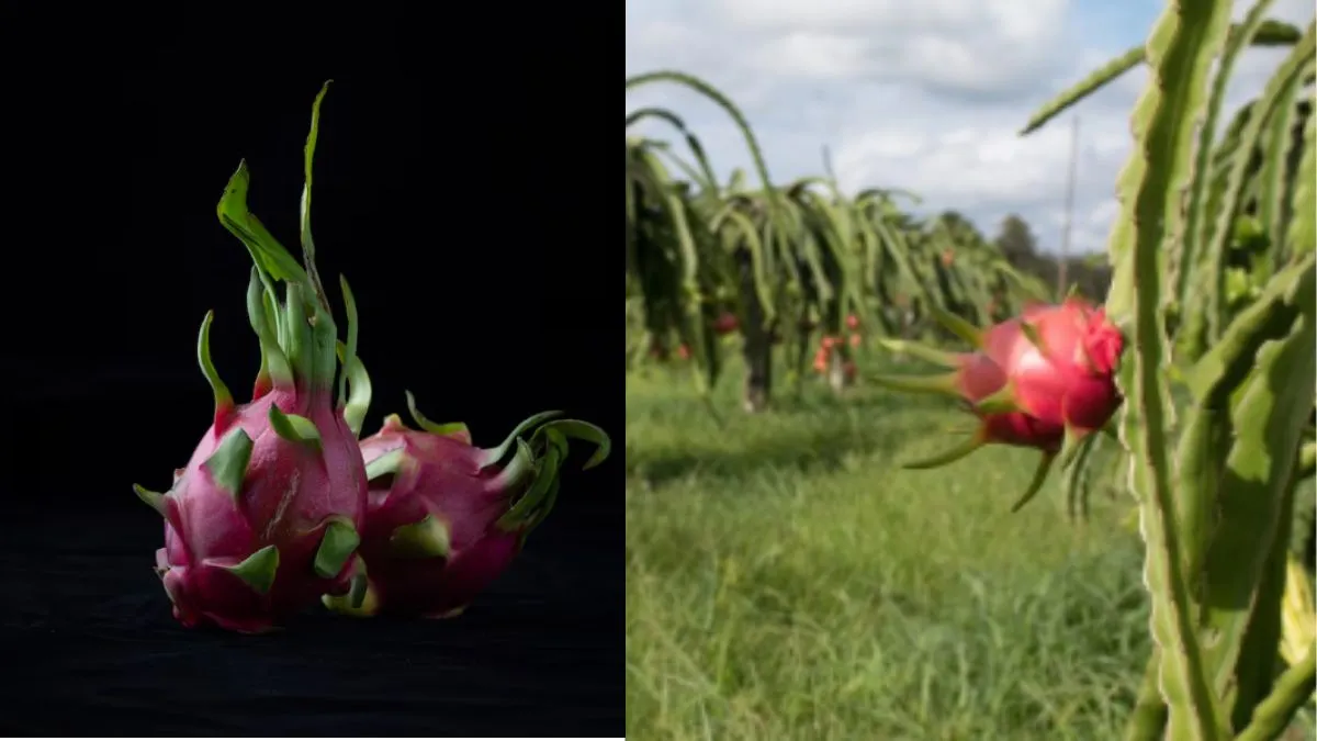 घर पर गमले में कैसे उगाएं ड्रैगन फ्रूट? यहां जान लें गार्डनिंग का आसान सा तरीका घर पर गमले में कैसे उगाएं ड्रैगन फ्रूट- India TV Hindi