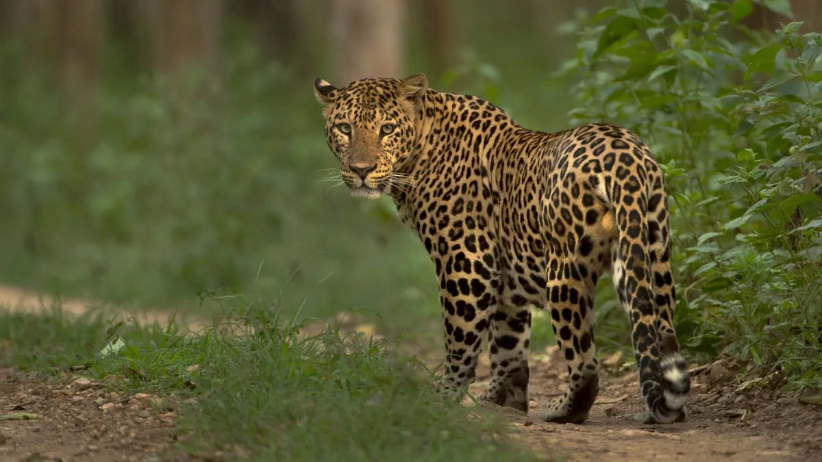 जयपुर के रिहायशी इलाके में घूम रहे तेंदुए को पकड़ा गया, एक दुकान में था छिपा; लगभग 3 घंटे चला अभियान सांकेतिक फोटो- India TV Hindi