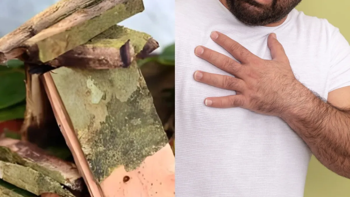 अर्जुन की छाल का ऐसे करेंगे इस्तेमाल तो कोलेस्ट्रॉल होगा कंट्रोल, हार्ट होगा मजबूत, जान लें सेवन का सही तरीका अर्जुन की छाल - India TV Hindi