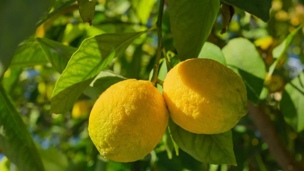 घर पर नींबू का पौधा कैसे लगाएं- India TV Hindi