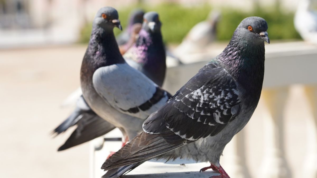 How to Get rid of Pigeons from Balcony: बालकनी में गंदगी फैला रहे कबूतरों से छुटकारा दिलाएगा ये नायाब तरीका, उल्टे पांव भागेंगे Pigeons