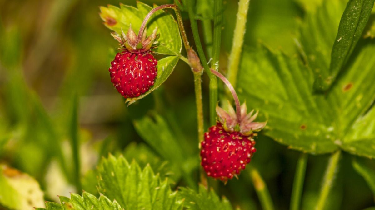 How to Grow Strawberry at Home: घर पर कैसे उगाएं स्ट्रॉबेरी? जान लें पौधा लगाने का सही तरीका, फलों से लद जाएगा Plant