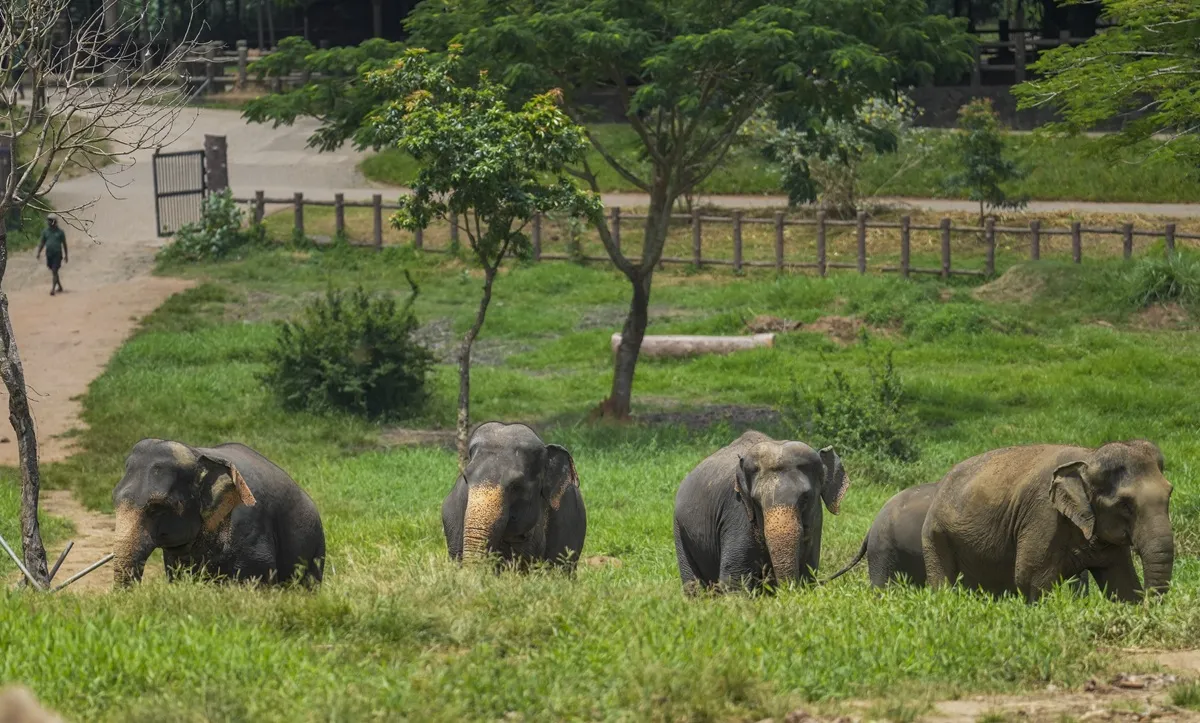झारखंड में जंगली हाथियों ने बरपाया कहर, दो महिलाओं समेत पांच की मौत, क्यों रिहायशी इलाकों को निशाना बना रहे हाथी? जानें elephant- India TV Hindi