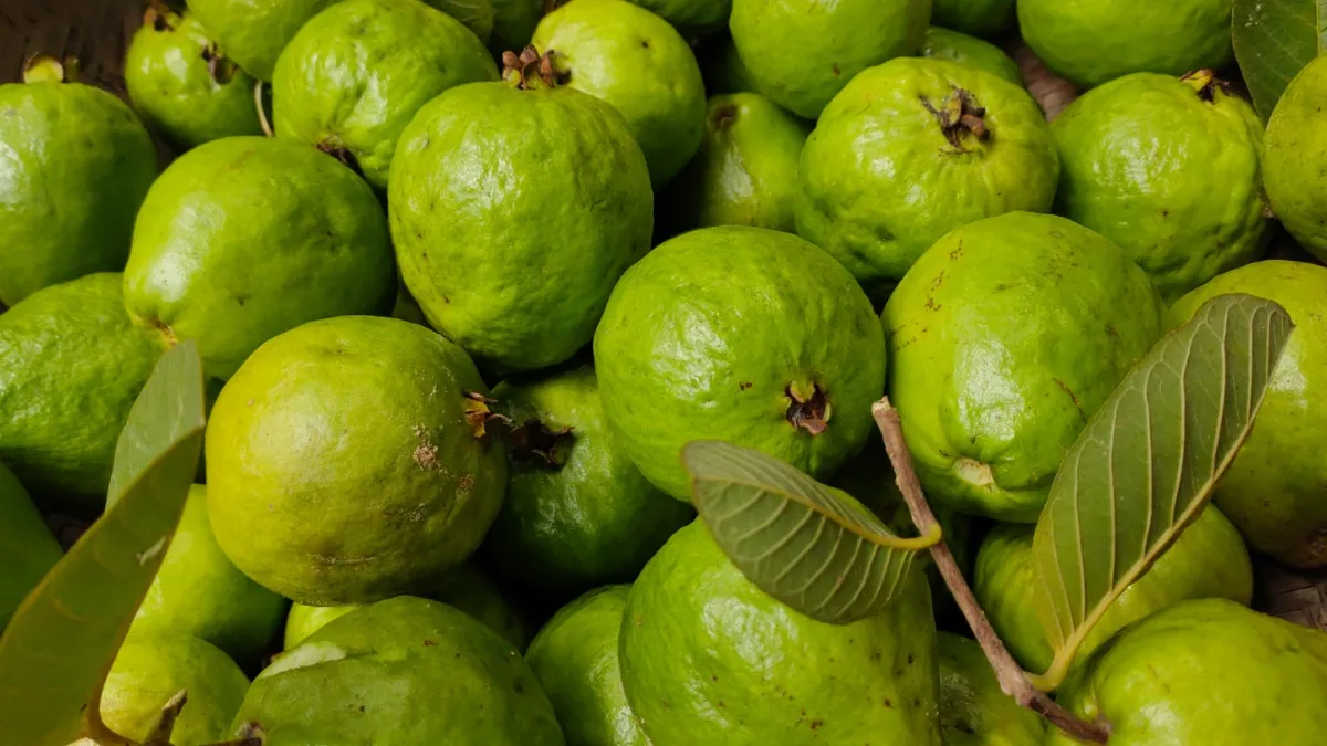 यूं ही नहीं कहते अमरूद को सुपर फ्रूट, एक अमरूद में छिपा होता है सेब-संतरे से कई गुना ज्यादा न्यूट्रिशन, जानें फायदे अमरूद खाने के फायदे- India TV Hindi