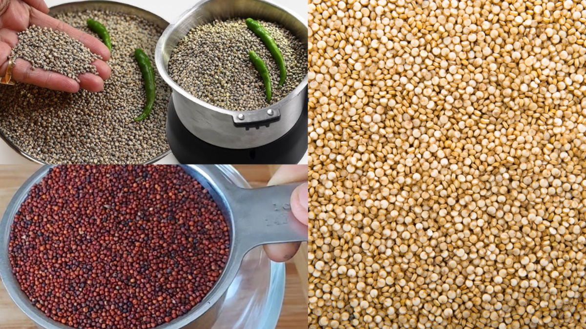 ज्वार, बाजरा और रागी का कॉम्बिनेशन है लाजवाब, जानें इन तीनों अनाज को मिलाकर खाने से सेहत को कौन से फायदे मिलते हैं? ज्वार, बाजरा और रागी का कॉम्बिनेशन है लाजवाब, जानें इन तीनों अनाज को मिलाकर खाने से सेहत को कौन से फायदे मिलते हैं?