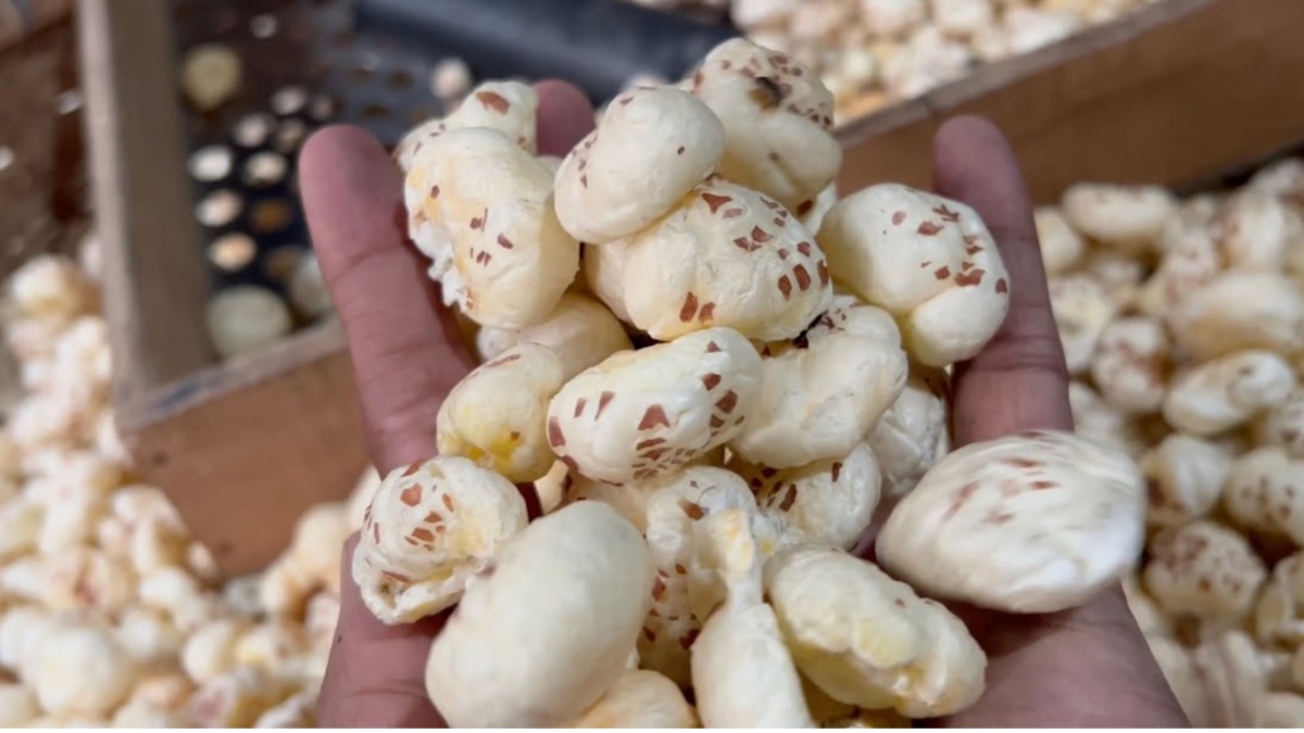 रोज खा लिया इतना मखाना तो हड्डियों से लेकर हार्ट तक हो जाएगा फौलादी, जानें सेवन का सही तरीका