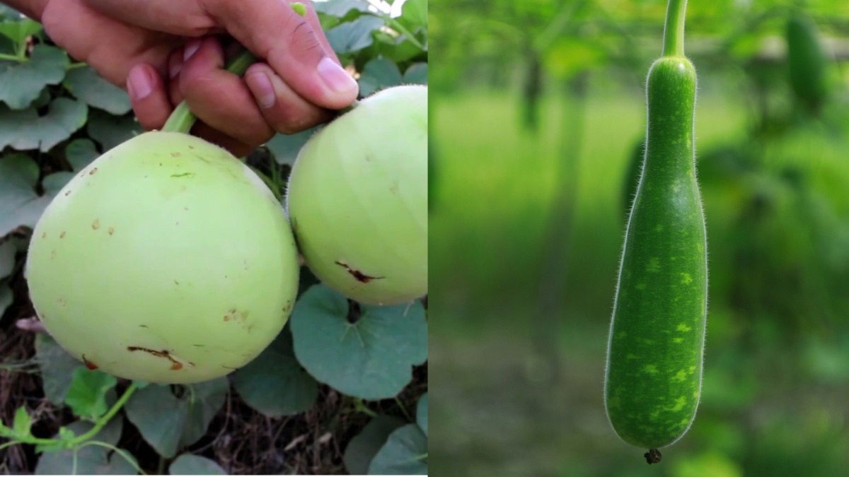 कौन सी लौकी खाते हैं आप लंबी या गोल? जानें दोनों के बीच का अंतर और सेहत के लिए है कौन सी है ज्यादा फायदेमंद?