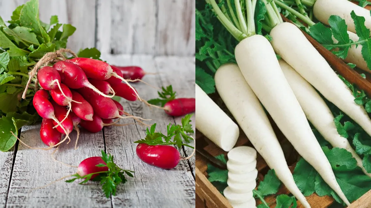 सफेद या लाल कौन सी मूली होती है ज्यादा फायदेमंद, खरीदने से पहले जरूर जान लें, मिलेंगे ये फायदे सफेद और लाल मूली में अंतर- India TV Hindi