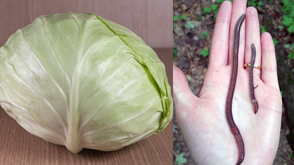 गोभी ही नहीं इन चीजों में भी पाया जाता है दिमाग का कीड़ा, एम्स की न्यूरोलॉजिस्ट ने लोगों को किया अलर्ट, बताए लक्षण गोभी ही नहीं इन चीजों में भी पाया जाता है दिमाग का कीड़ा, एम्स की न्यूरोलॉजिस्ट ने लोगों को किया अलर्ट, बताए लक्षण