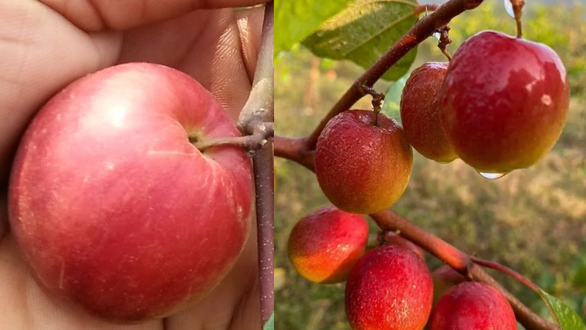 बेर है या सेब, देखकर फर्क नहीं कर पाएंगे, एकदम मीठा और रसीला होता है कश्मीरी एप्पल बेर