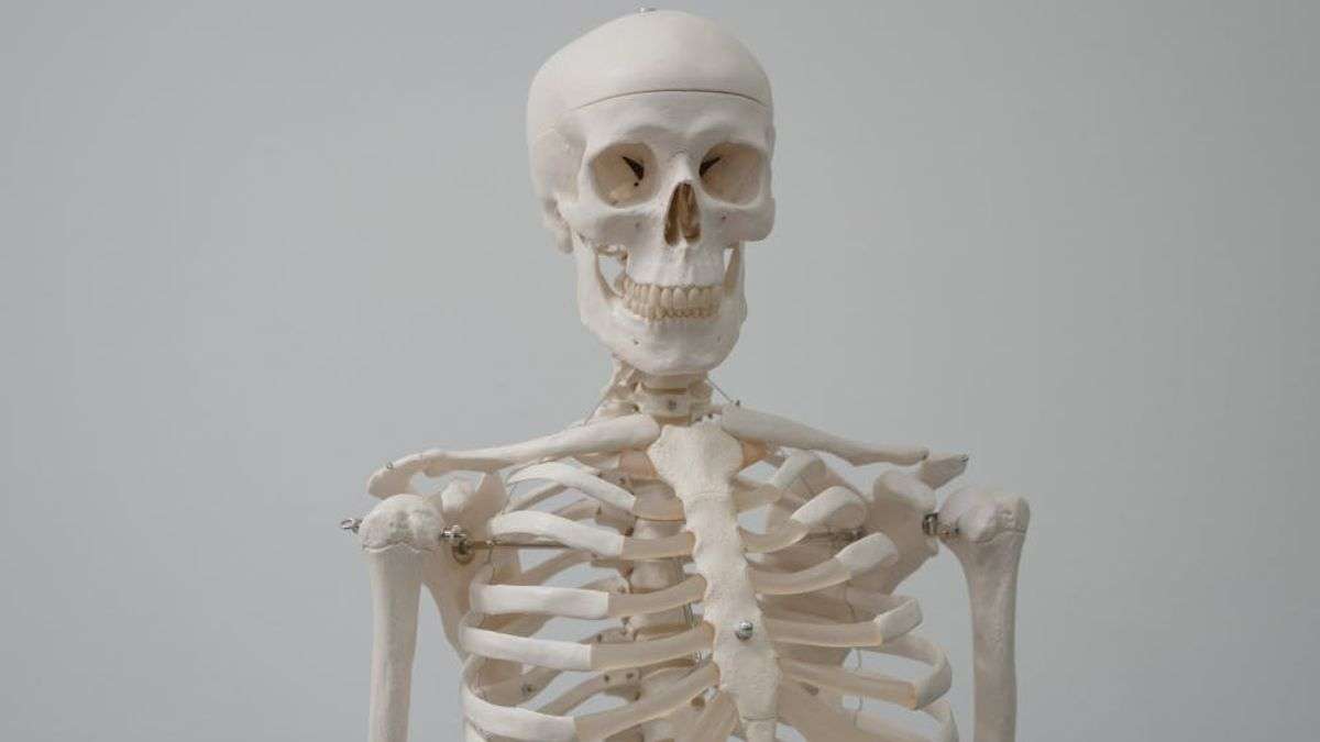 इंसानी शरीर की इकलौती ‘फ्लोटिंग बोन’, जो किसी दूसरी हड्डी को नहीं छूती इंसानी शरीर की इकलौती ‘फ्लोटिंग बोन’, जो किसी दूसरी हड्डी को नहीं छूती