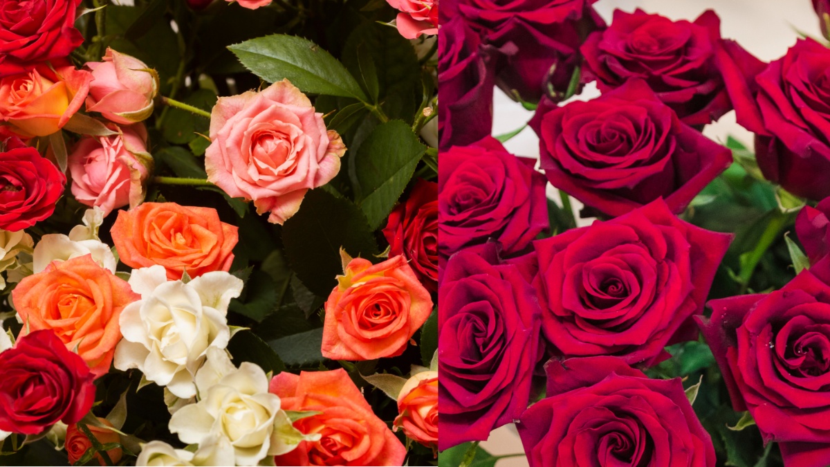 'रोज़ डे' के साथ होती है Valentine's Week की शुरुआत, जानें किसे देना चाहिए लाल, गुलाबी और पीले रंगों वाले गुलाब