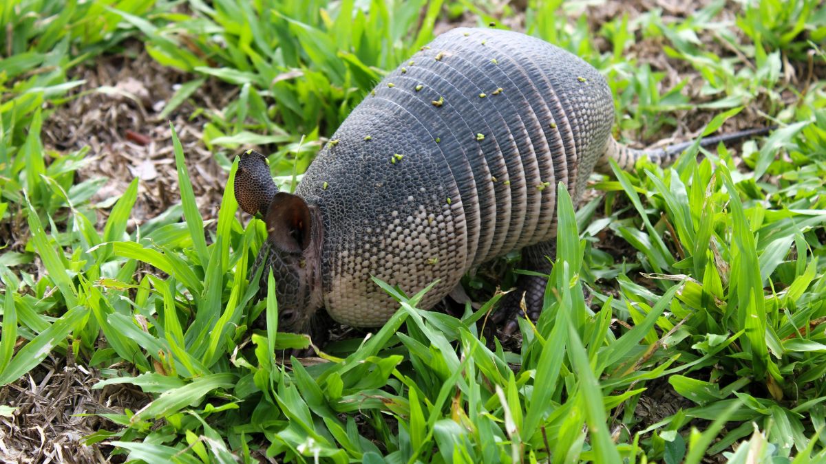 Facts about Armadillo, Bullet proof animal, Facts about unknown species ...