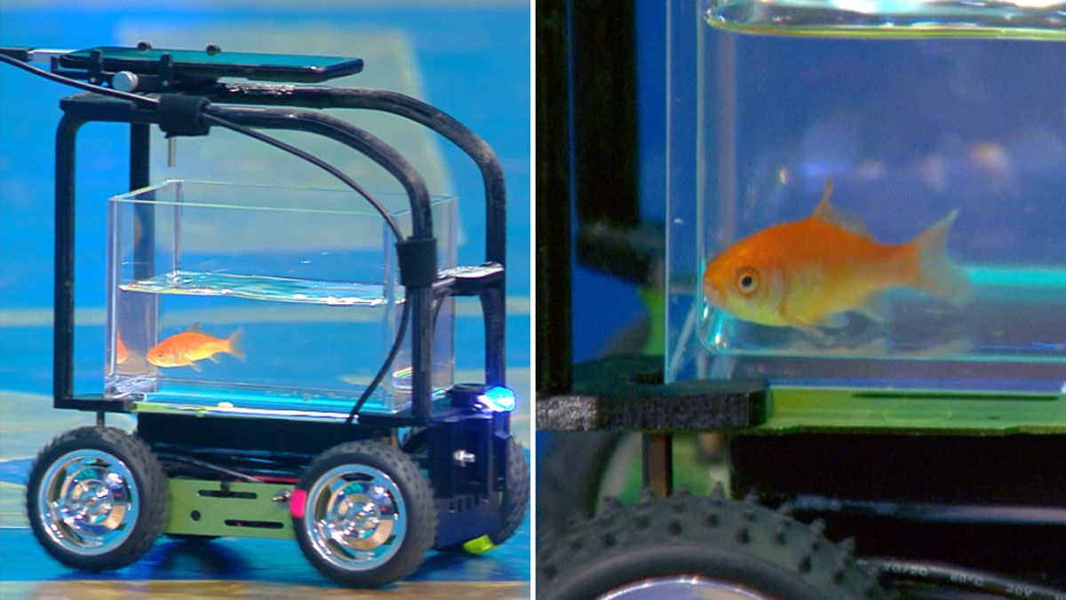 goldfish driving car, Thomas De Wolf invention, goldfish world record मछली ने चलाई कार और बन गया वर्ल्ड रिकॉर्ड, आप भी देखें हैरान कर देने वाला VIDEO