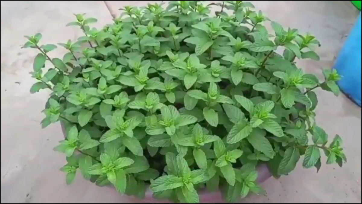 खाली पड़े गमले में उगाएं पुदीना, बिना बीज के ऐसे लगाएं, पूरी गर्मी हरा भरा रहेगा पौधा खाली पड़े गमले में उगाएं पुदीना, बिना बीज के ऐसे लगाएं, पूरी गर्मी हरा भरा रहेगा पौधा