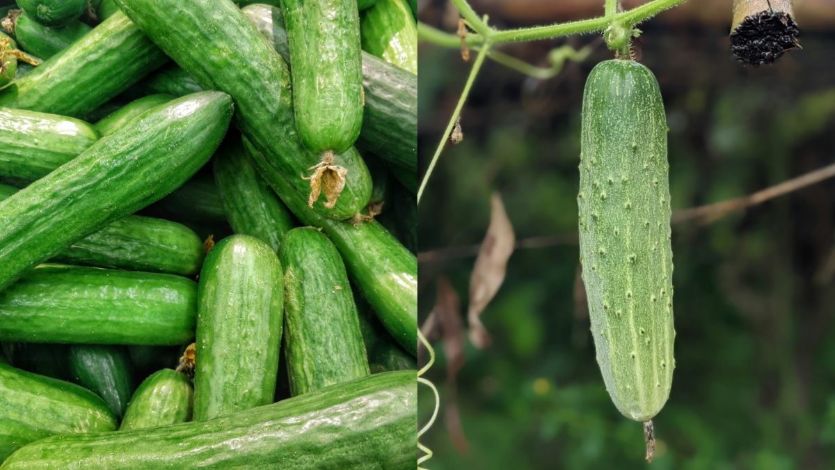 देसी खीरा और हाइब्रिड खीरा में कौन सा होता है ज़्यादा फायदेमंद? जानें कैसे करें पहचान?