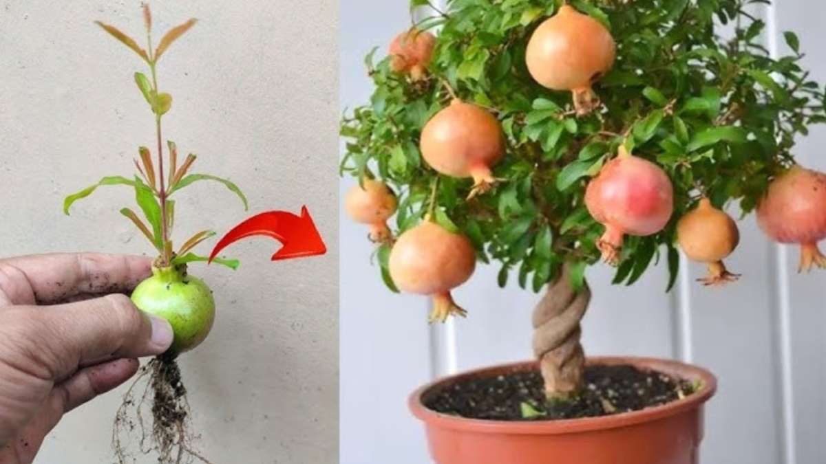 बालकनी के गमले में ही उगा सकते हैं अनार के फल, नोट कर लें स्टेप बाय स्टेप प्रोसेस