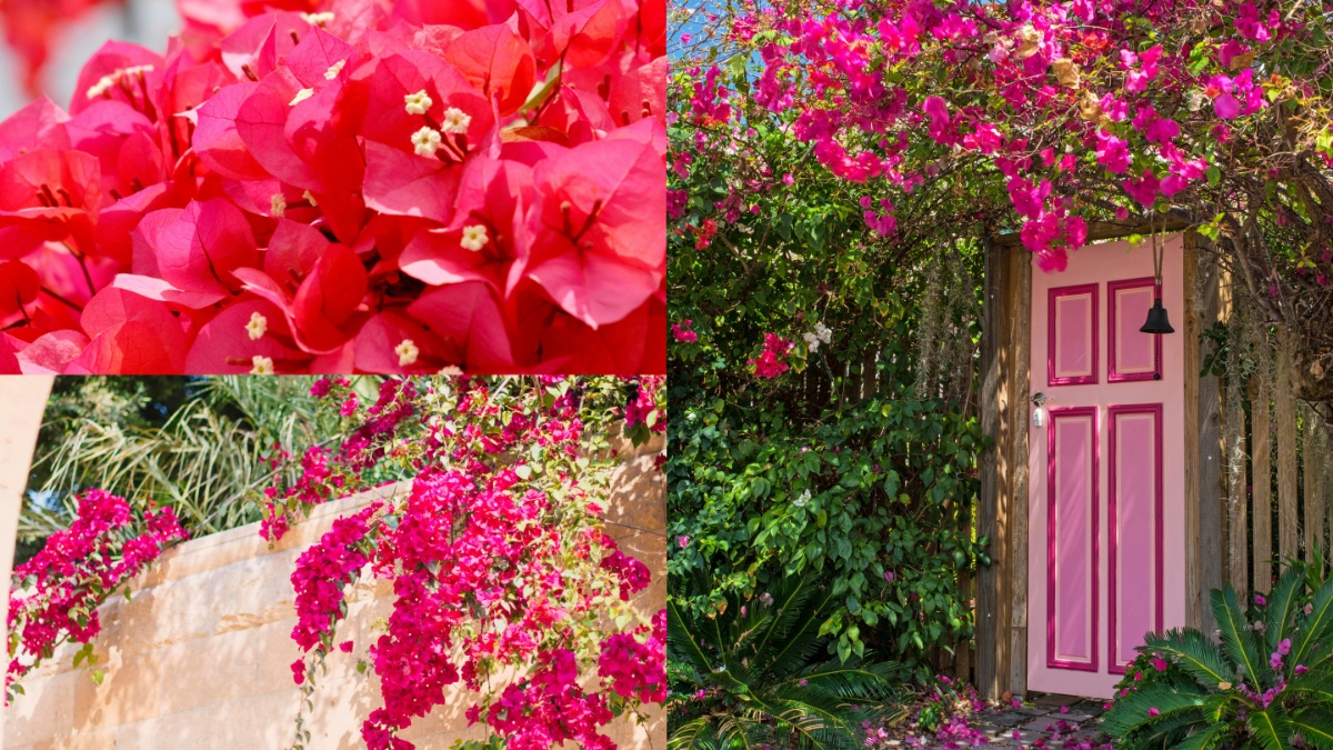 बोगनवेलिया के फूलों से लद जाएगी आपके घर की बालकनी, जाना लें इस पौधे की देखरेख का सही तरीका बोगनवेलिया के फूलों से लद जाएगी आपके घर की बालकनी, जाना लें इस पौधे की देखरेख का सही तरीका