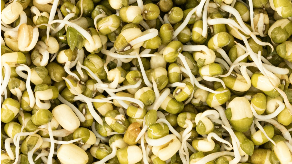 रोज सुबह अंकुरित मूंग खाने से क्या होता है? जानें मिलेंगे कौन से फायदे और कितना खाएं?