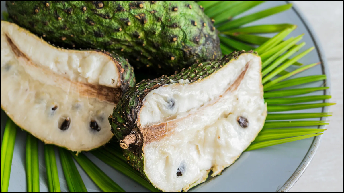 क्या है सोरसॉप, हिंदी में कहते हैं हनुमान फल या लक्ष्मण फल, आयुर्वेद में त्वचा के लिए माना जाता है बहुत फायदेमंद क्या है सोरसॉप, हिंदी में कहते हैं हनुमान फल या लक्ष्मण फल, आयुर्वेद में त्वचा के लिए माना जाता है बहुत फायदेमंद