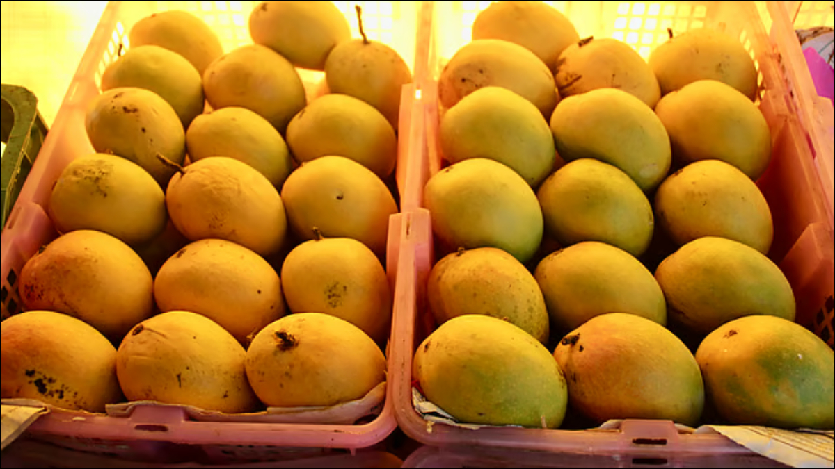 इस मौसम में कौन से आम आते हैं, स्वाद में निकलेंगे एकदम मीठे, खरीदने से पहले जान लें नाम