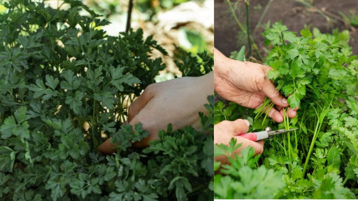 घर पर धनिया कैसे उगाएं? अपनाएं ये ट्रिक, बाजार से खरीदने की झंझट होगी खत्म घर पर धनिया कैसे उगाएं? अपनाएं ये ट्रिक, बाजार से खरीदने की झंझट होगी खत्म
