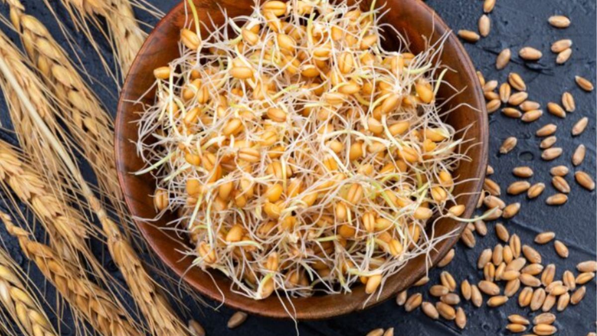 रोज सुबह अंकुरित गेहूं खाने से क्या होता है? यहां जानें इससे क्या क्या हेल्थ बेनिफिट्स मिलते हैं