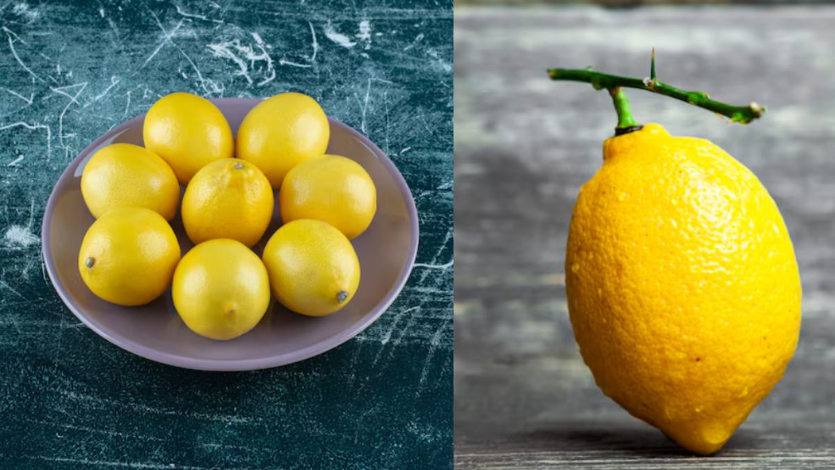लंबा या गोल नींबू, किसमें ज्यादा रस होता है, यहां जानें कौन सा Lemon है रसीला