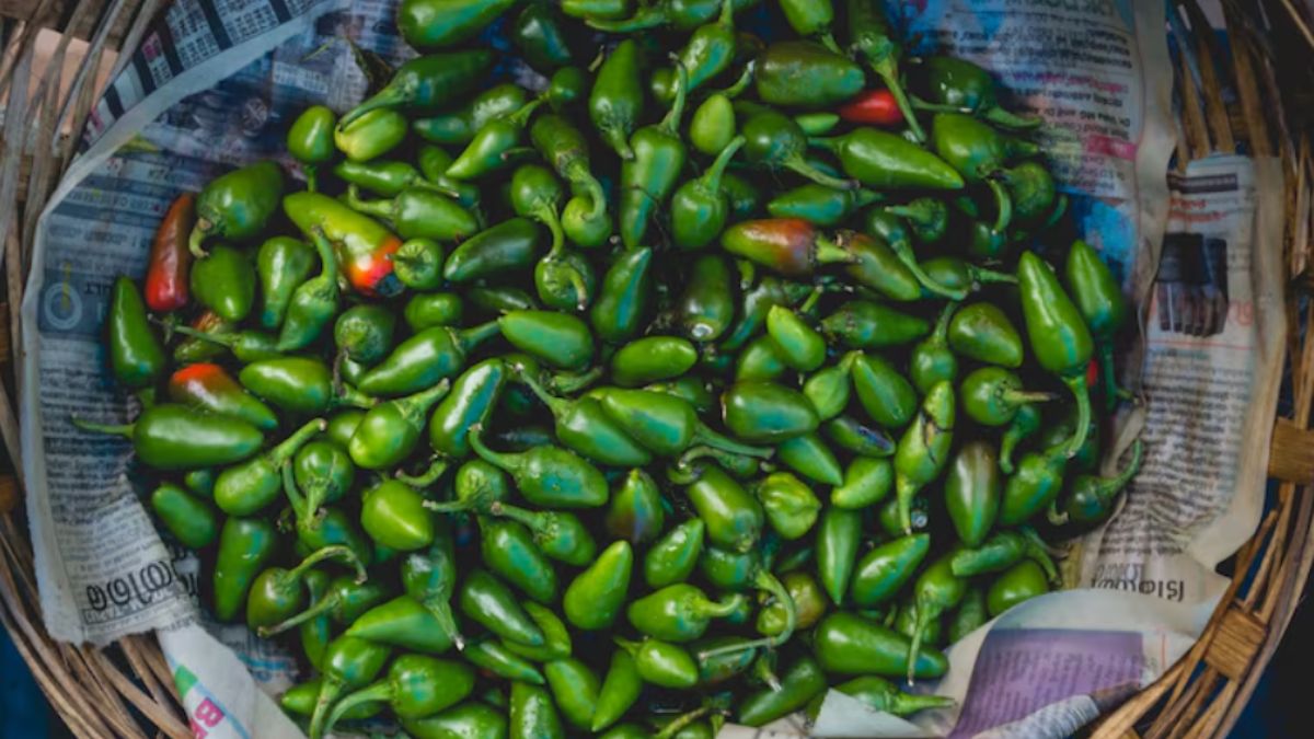 20 दिन तक खराब नहीं होगी हरी मिर्च, बस इस तरह करें स्टोर, बाजार दौड़ने की झंझट खत्म
