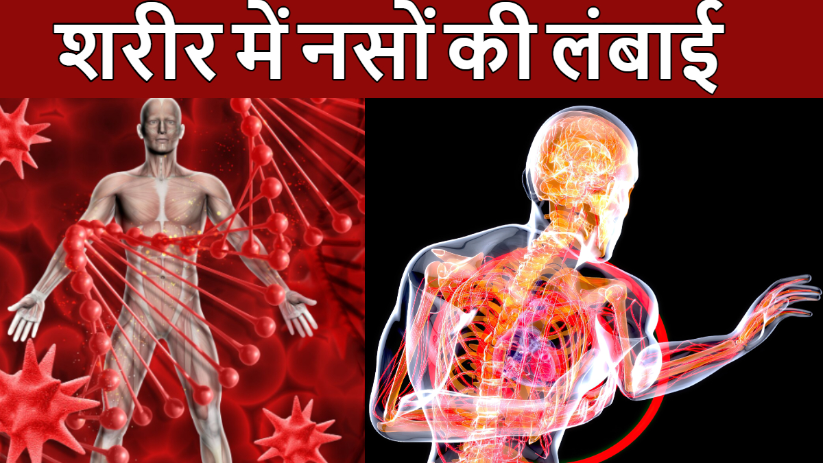 इंसान से शरीर में इतनी होती है नसों की लंबाई, धरती के दो चक्कर लगा सकते हैं, कैसे जानकर चौंक जाएंगे इंसान से शरीर में इतनी होती है नसों की लंबाई, धरती के दो चक्कर लगा सकते हैं, कैसे जानकर चौंक जाएंगे