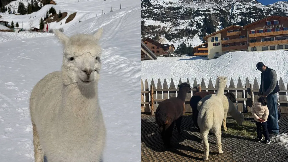 इन साझा की गई तस्वीरों में केवल रणबीर और आलिया ही नहीं, बल्कि उनकी बेटी राहा की झलक ने भी फैंस को उत्साहित कर दिया। तस्वीरों के संग्रह में रणबीर कपूर एक अल्पाका के साथ पोज देते नजर आ रहे हैं, वहीं परिवार के साथ बिताए गए ये सुकून भरे पल उनकी बॉन्डिंग को और भी गहरा दिखाते हैं। यह वेकेशन न केवल कपल के लिए बल्कि उनकी छोटी बेटी के लिए भी बेहद खास रहा, जिसकी मौजूदगी ने इन यादों को और अधिक यादगार बना दिया।