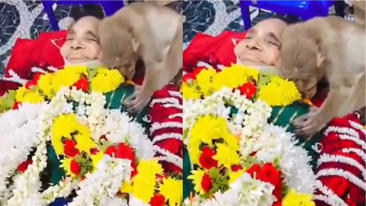 Monkey Video Viral, Aaj Ka Viral Video : रोज खाना खिलाने वाली म​हिला के  अंतिम दर्शन करने पहुंचा बंदर - India TV Hindi