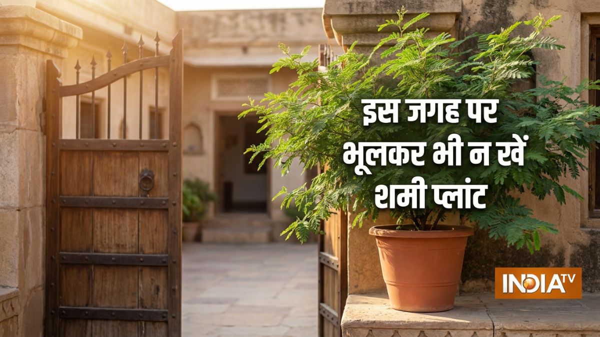 Shami Plant Vastu: घर पर यहां गलती से भी न लगाएं शमी का पौधा, पैसा आने ...