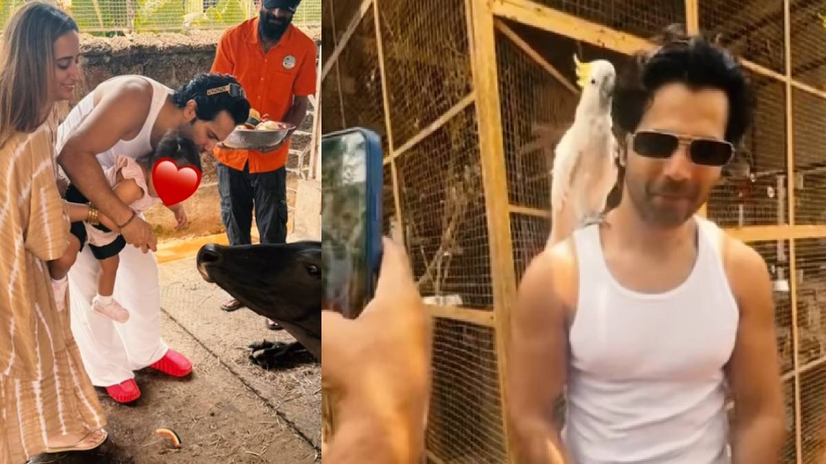 जन्मदिन पर गौ सेवा के लिए निकले वरुण धवन, नन्ही बेटी संग गाय माता को खिलाया खाना