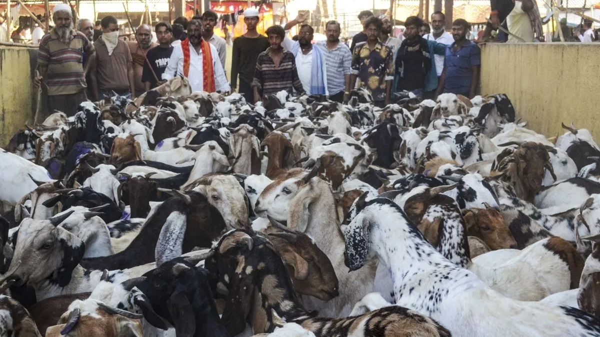 बकरीद क्या है और क्यों मनाई जाती है? जानें इससे अर्थव्यवस्था में कितना होता है योगदान What is Bakrid- India TV Hindi