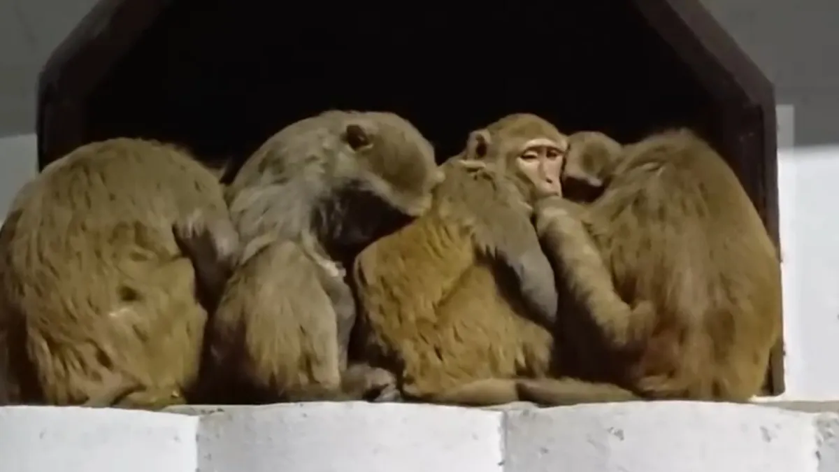 'मालखाने में रखा सोना चुरा ले गए बंदर', कोर्ट ने नहीं मानी पुलिस की दलील, दोषी पुलिसकर्मियों पर कार्रवाई के आदेश Representative Image- India TV Hindi
