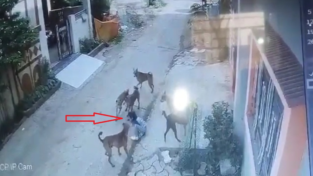 स्कूल वैन का इंतजार कर रही मासूम पर अचानक टूट पड़ा कुत्तों का झुंड, CCTV में कैद भयानक दृश्य