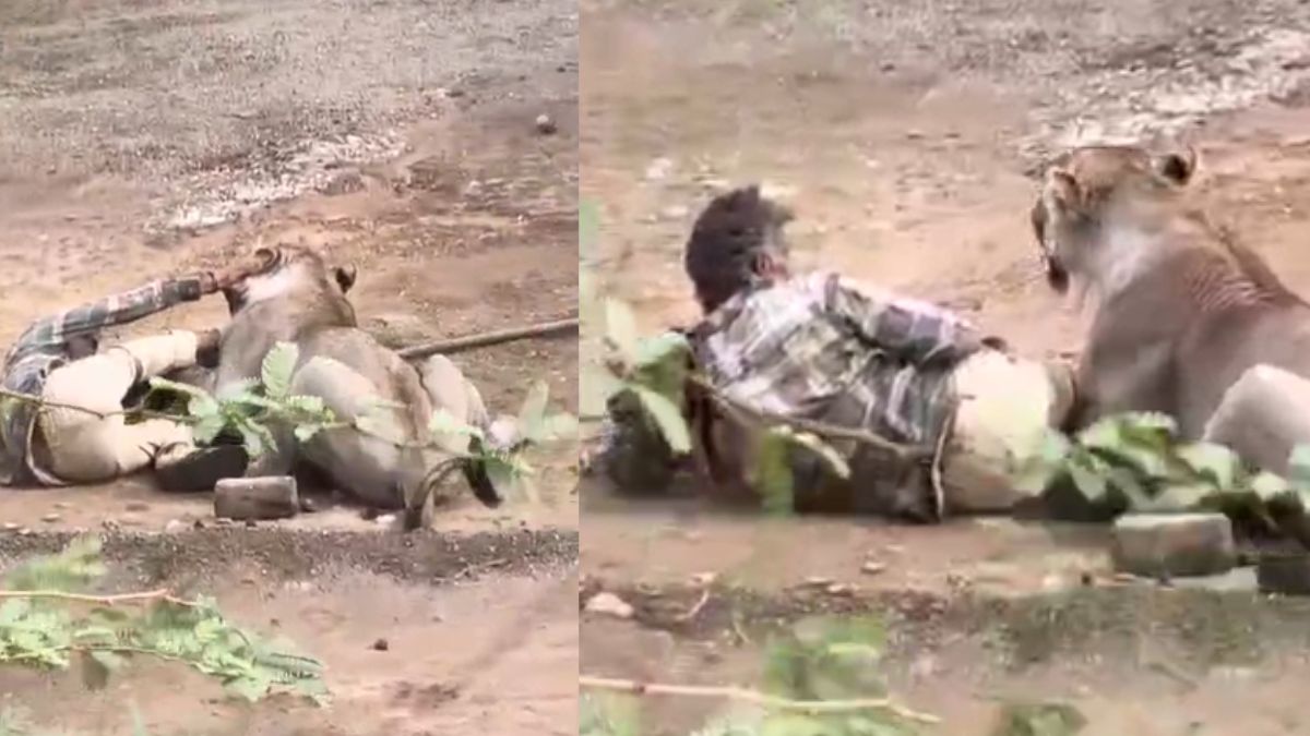 गुजरात से आया चौंकाने वाला VIDEO, शेर ने शख्स को दबोचा और फिर उसकी टांग पकड़कर बैठ गया