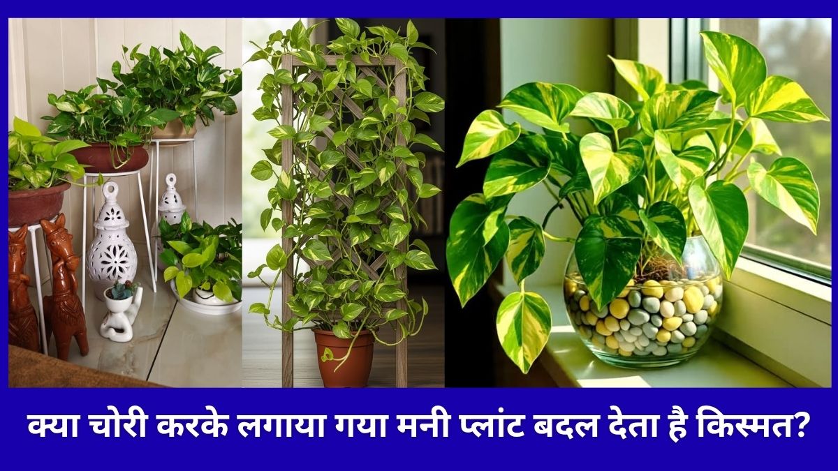 मनी प्लांट चुराकर लगाने से आती है धन-समृद्धि या बढ़ती हैं परेशानियां? पढ़ें पूरी सच्चाई.. मनी प्लांट चुराकर लगाने से आती है धन-समृद्धि या बढ़ती हैं परेशानियां? पढ़ें पूरी सच्चाई..