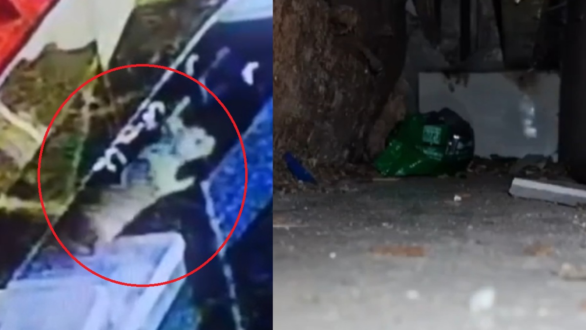 जब चूहों ने उड़ाए 10 लाख के गहने, CCTV देख कर बिल से निकाली गईं 10 अंगूठियां और 2 हार