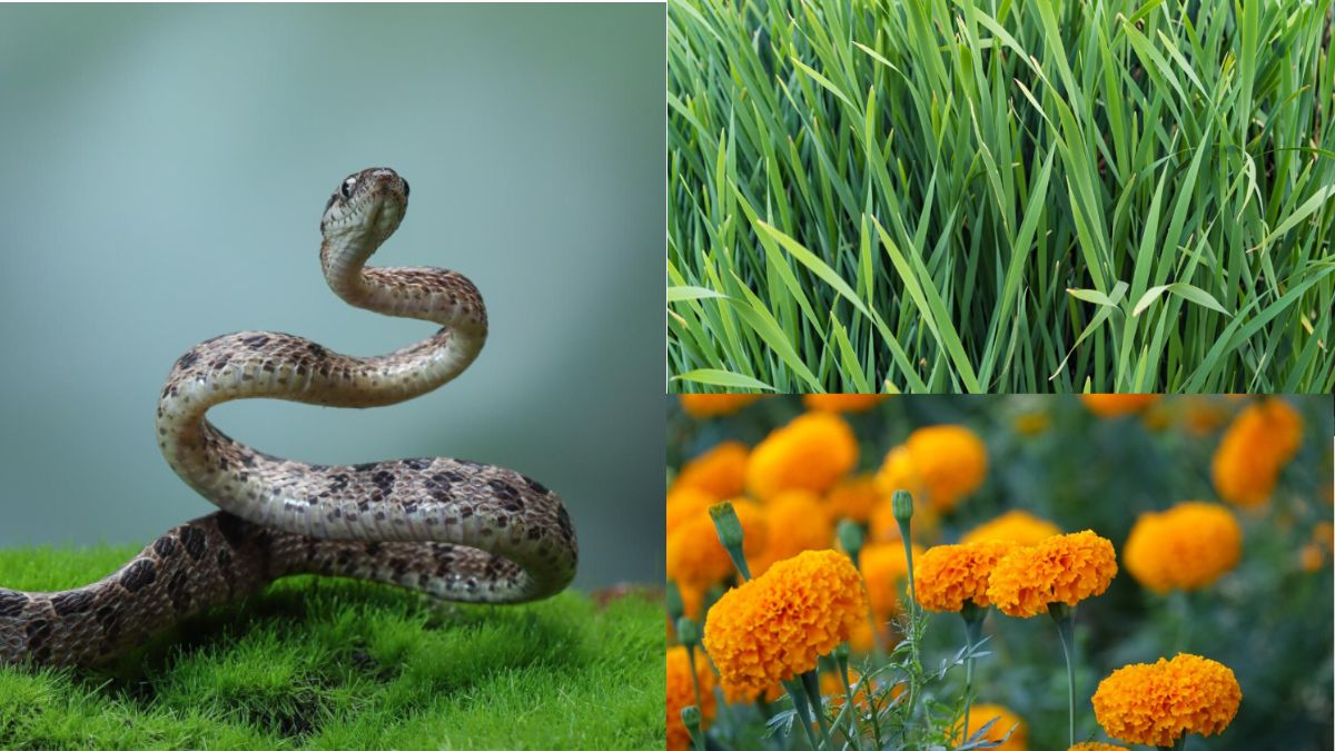 सांपों का काल माने जाते हैं ये पौधे, घर के आंगन में लगाने से दूर हो सकते हैं विषैले जीव
