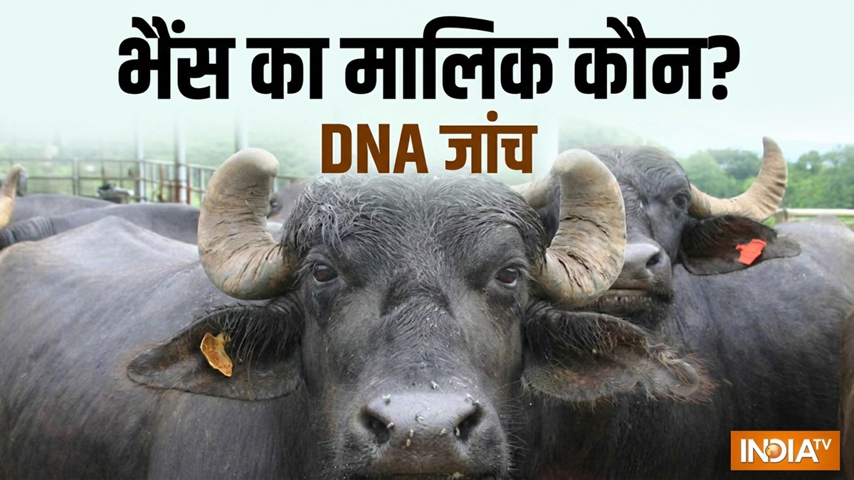 भैंस के मालिकाना हक पर छिड़ा विवाद, IG के पास पहुंचा मामला, DNA जांच के निर्देश