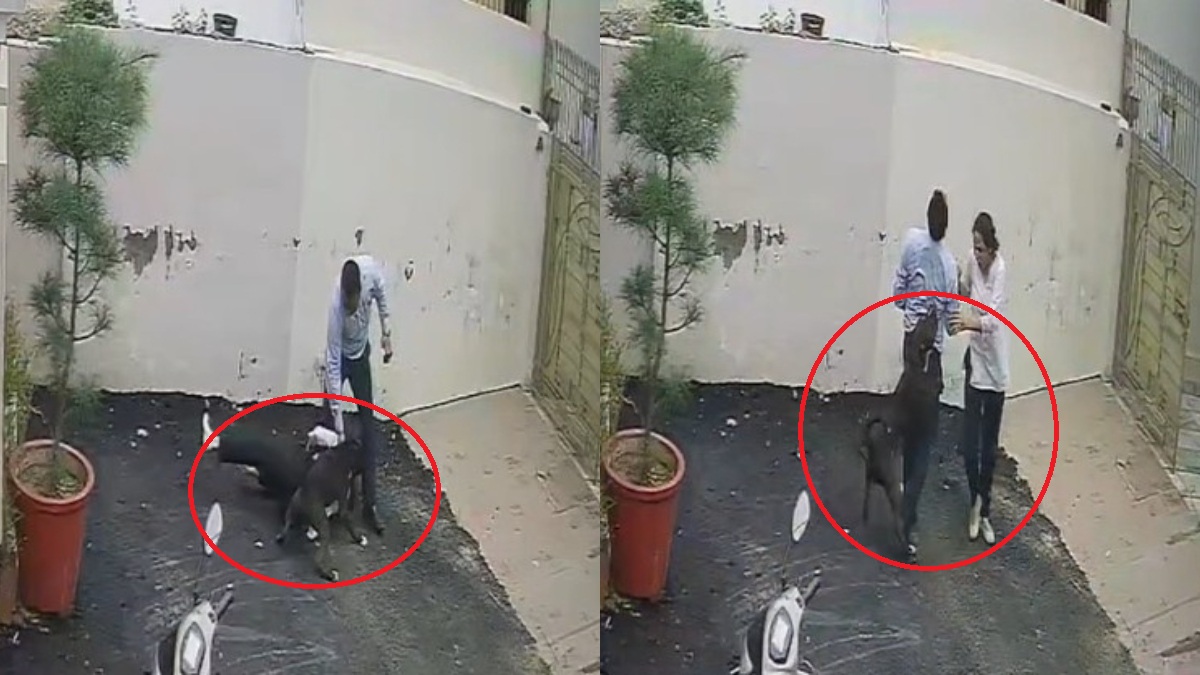 घर देखने पहुंचे पति-पत्नी पर पिटबुल कुत्ते का हमला, काट-काटकर कर दिया घायल; VIDEO