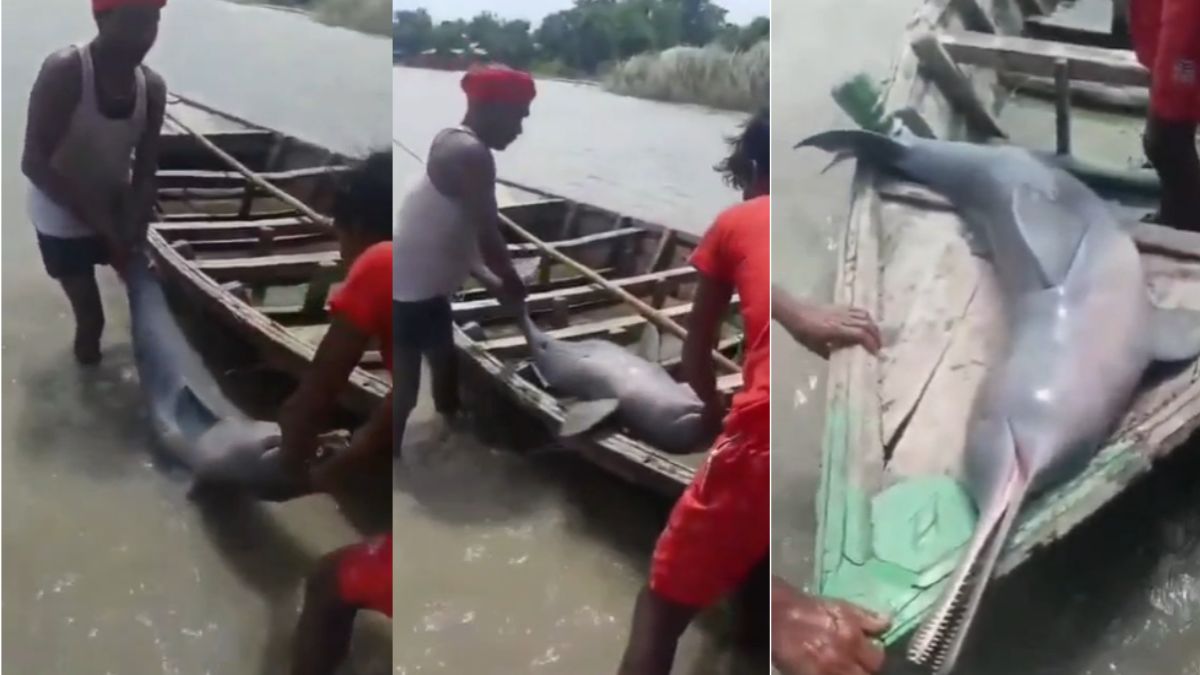 बिहार में कोशी नदी में मछुआरे को मिली डॉल्फिन, बोला- इससे तेल निकालूंगा, VIDEO हुआ वायरल