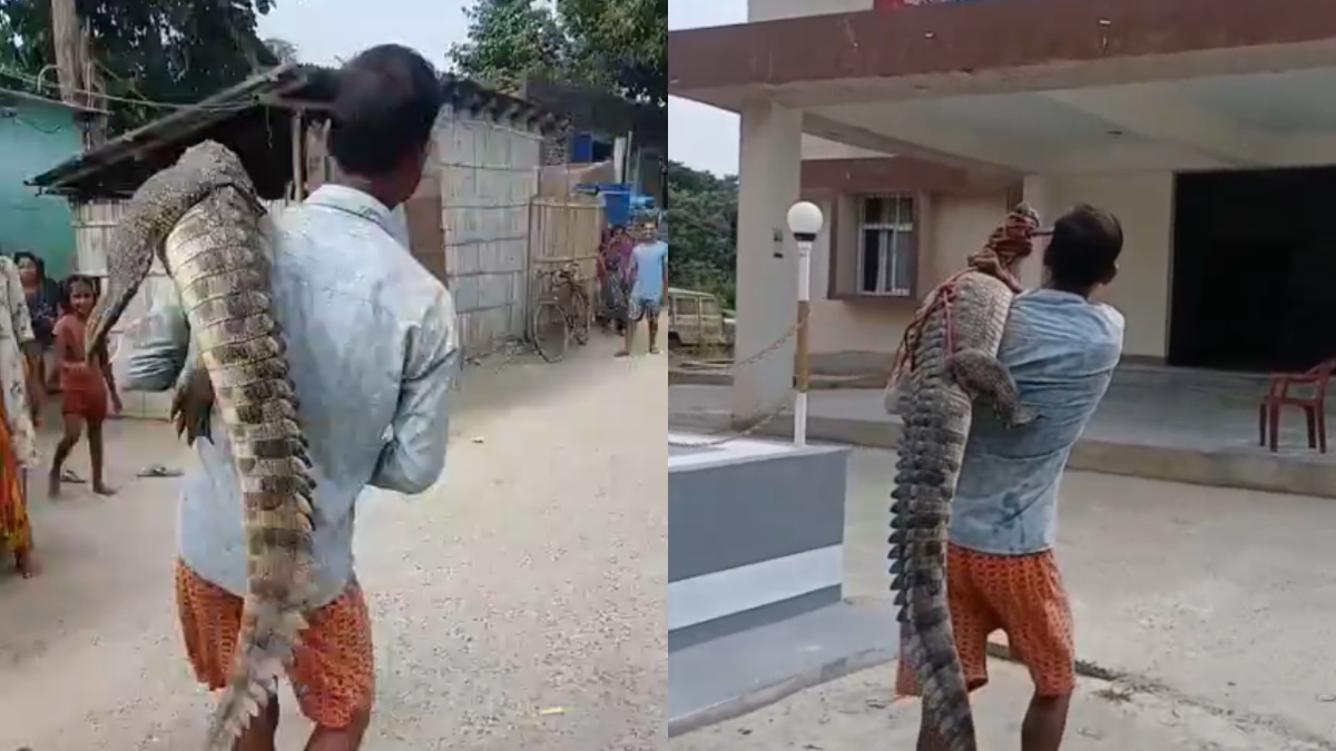मगरमच्छ को कंधे पर लादकर थाने पहुंचा युवक, धान के खेत में मिला था