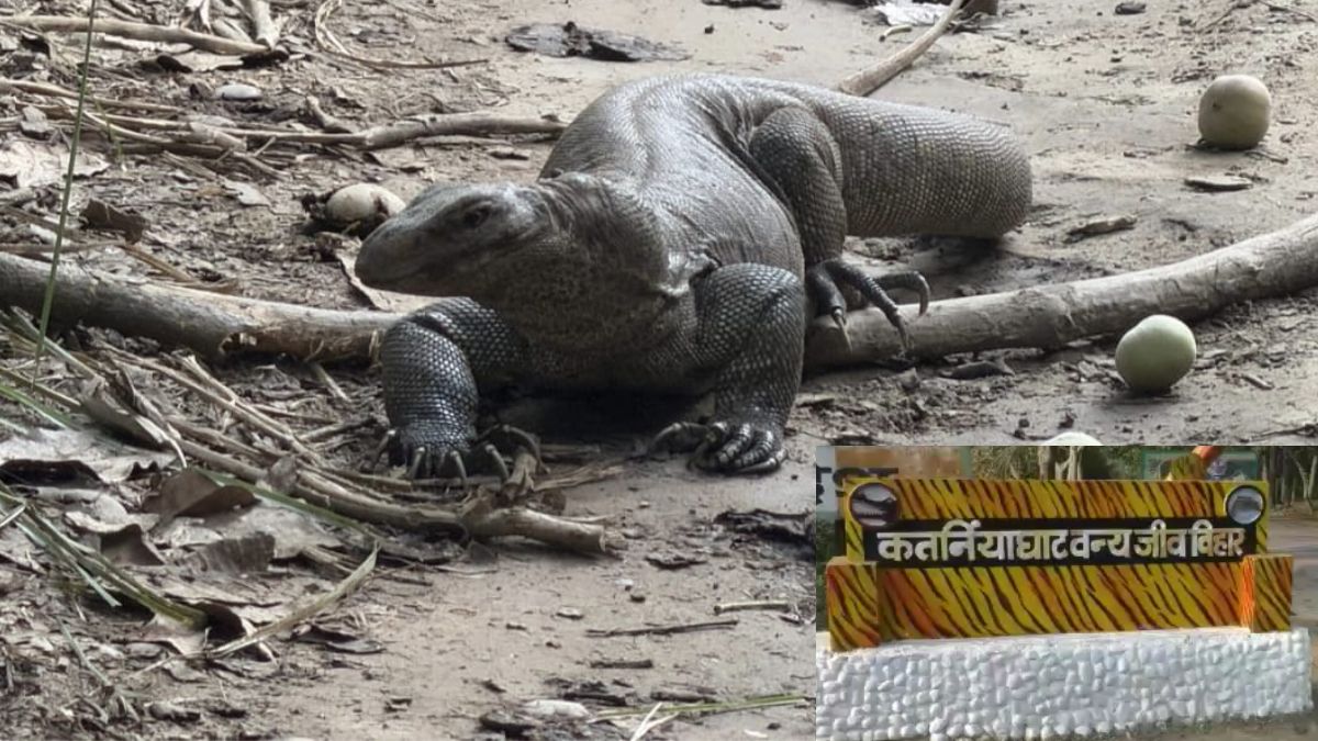 यूपी के बहराइच में शिकार की तलाश में घूमती दिखी विशालकाय मॉनिटर लिजर्ड, कैमरे में कैद हुई तस्वीर